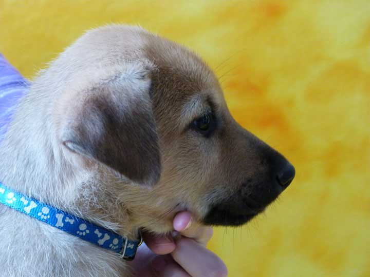 chinook puppy